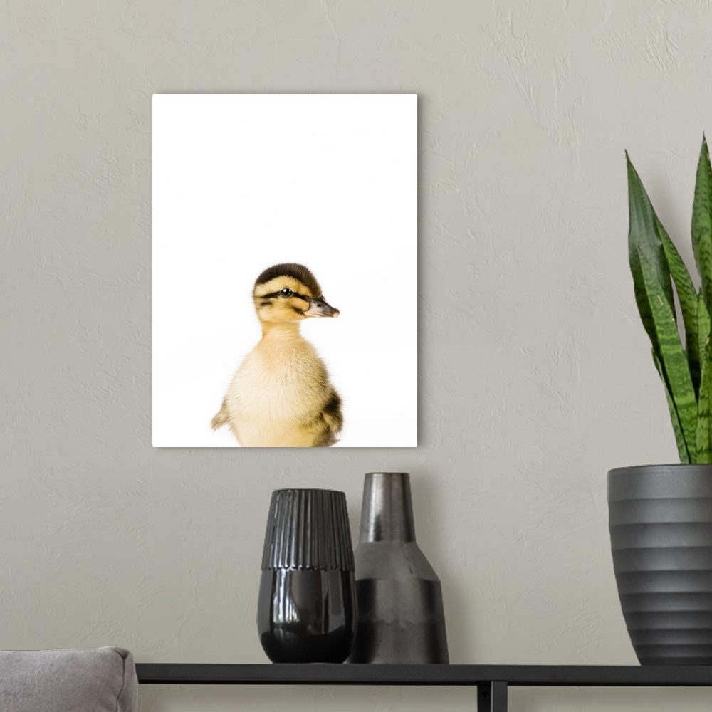 A modern room featuring Baby Duck