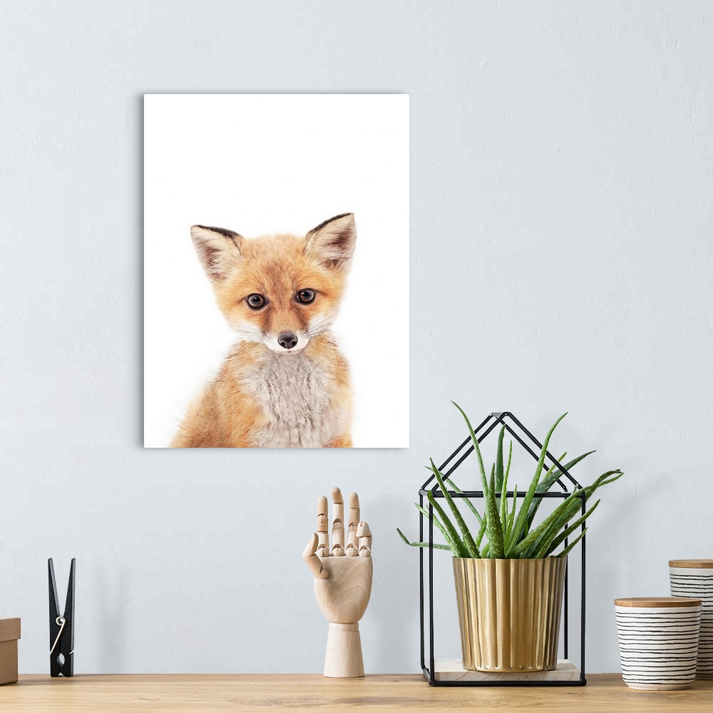 A bohemian room featuring Baby Fox