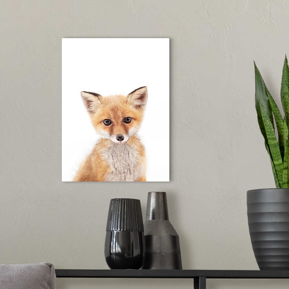 A modern room featuring Baby Fox