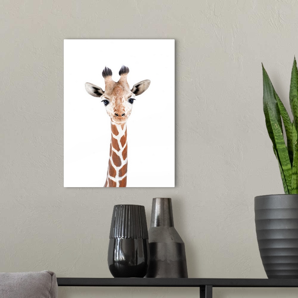 A modern room featuring Baby Giraffe
