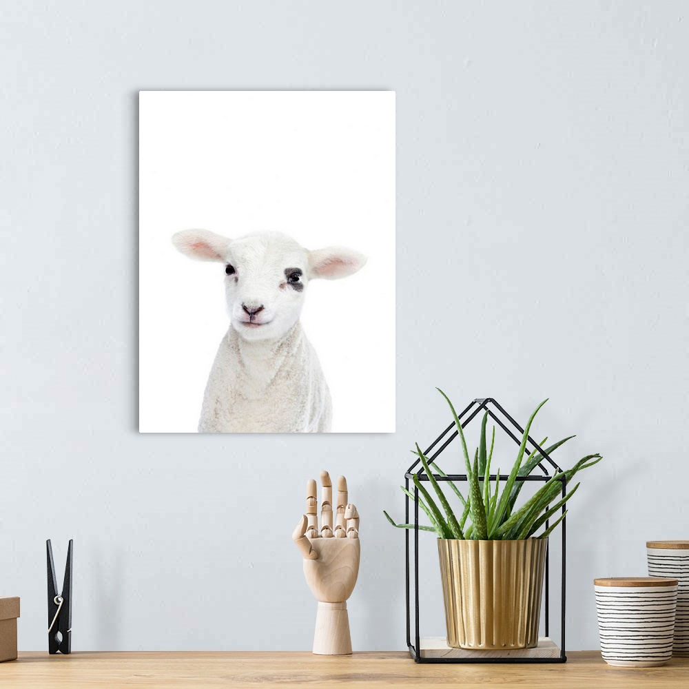 A bohemian room featuring Baby Lamb