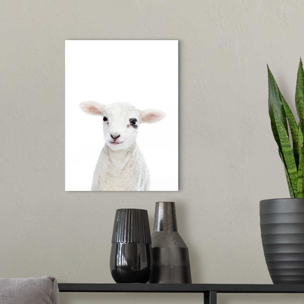 A modern room featuring Baby Lamb