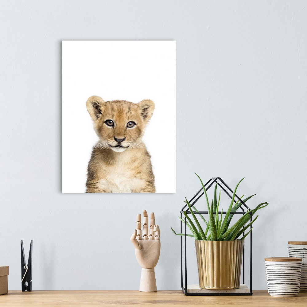 A bohemian room featuring Baby Lion