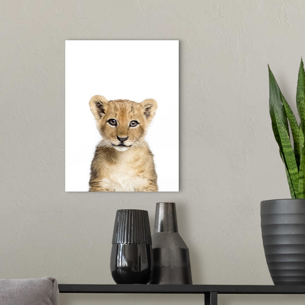 A modern room featuring Baby Lion
