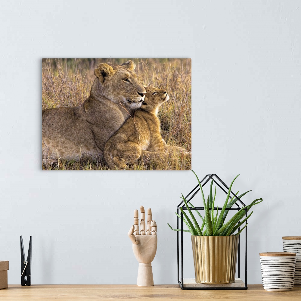 A bohemian room featuring A lion cub lays with its mother in an affectionate cuddle.
