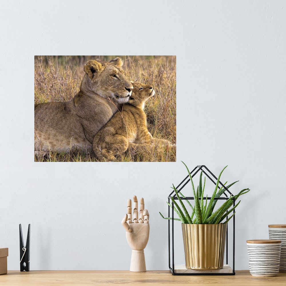 A bohemian room featuring A lion cub lays with its mother in an affectionate cuddle.