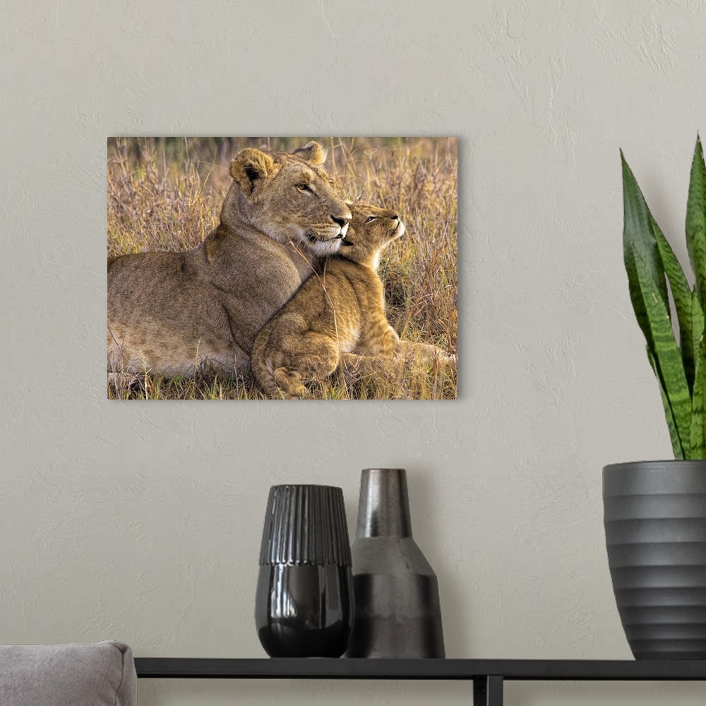A modern room featuring A lion cub lays with its mother in an affectionate cuddle.