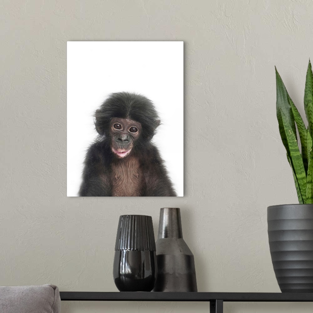 A modern room featuring Baby Monkey