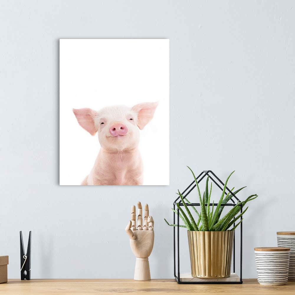 A bohemian room featuring A cute photograph of a smiling baby piglet in front of a white background. Perfect for a nursery,...