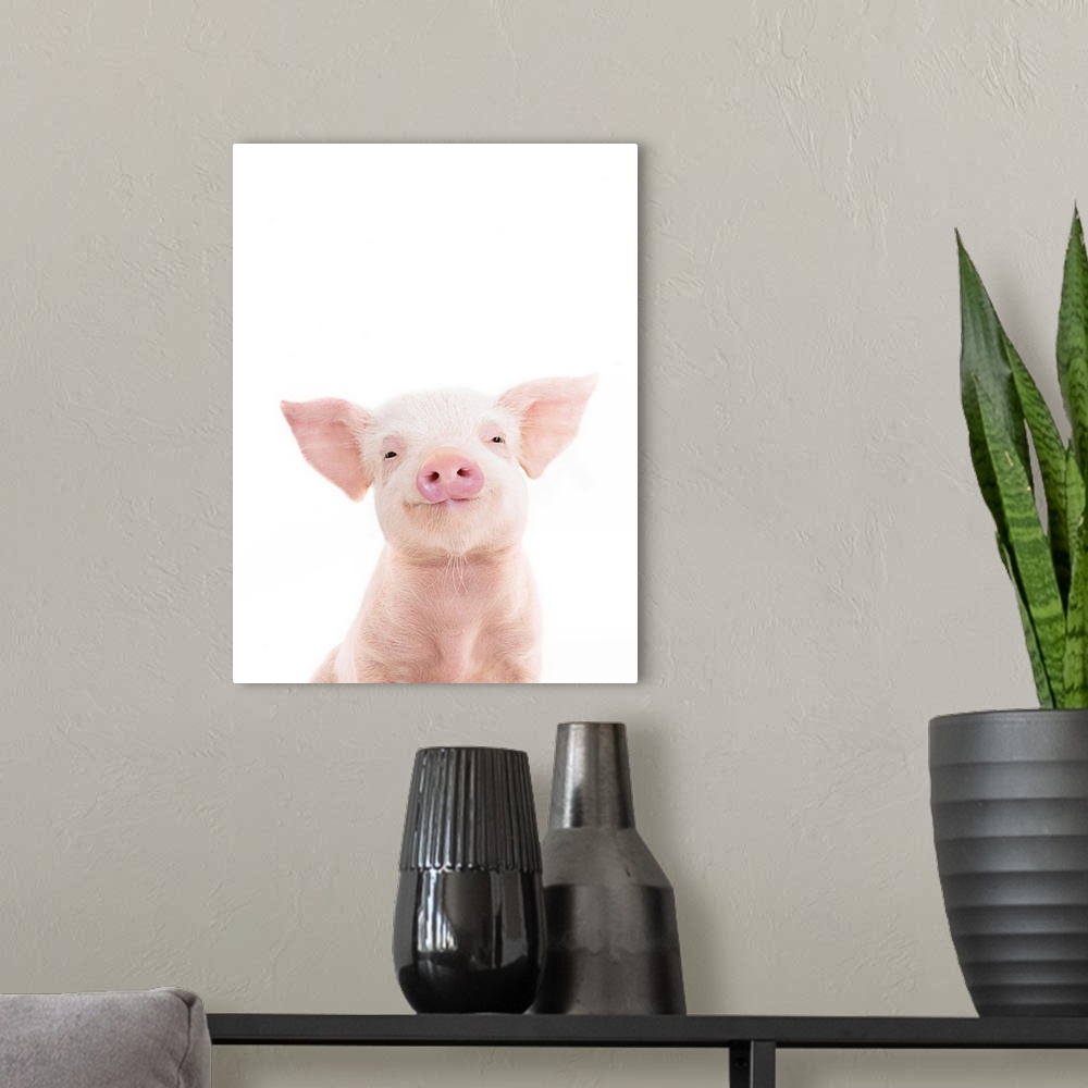 A modern room featuring A cute photograph of a smiling baby piglet in front of a white background. Perfect for a nursery,...