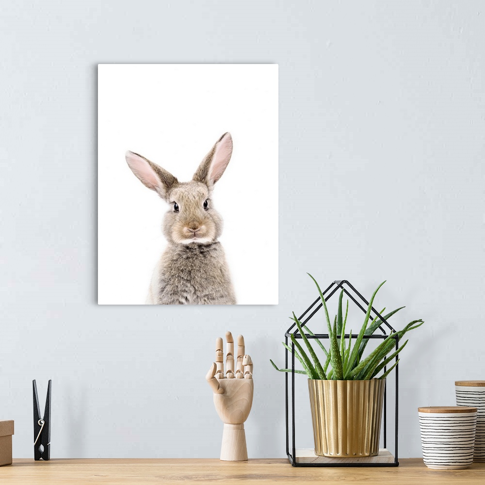 A bohemian room featuring Baby Rabbit