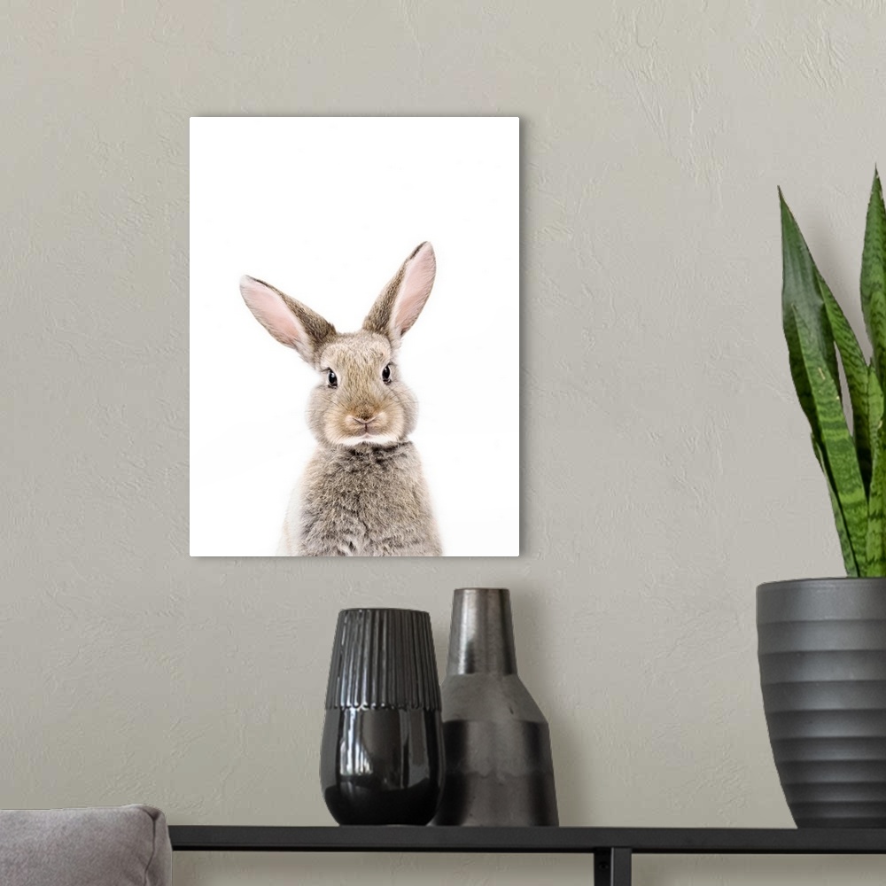 A modern room featuring Baby Rabbit