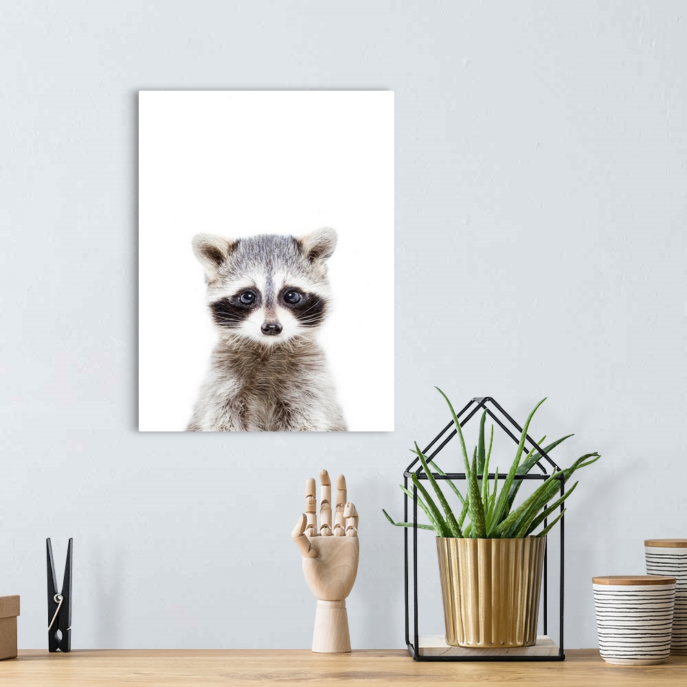 A bohemian room featuring Baby Racoon