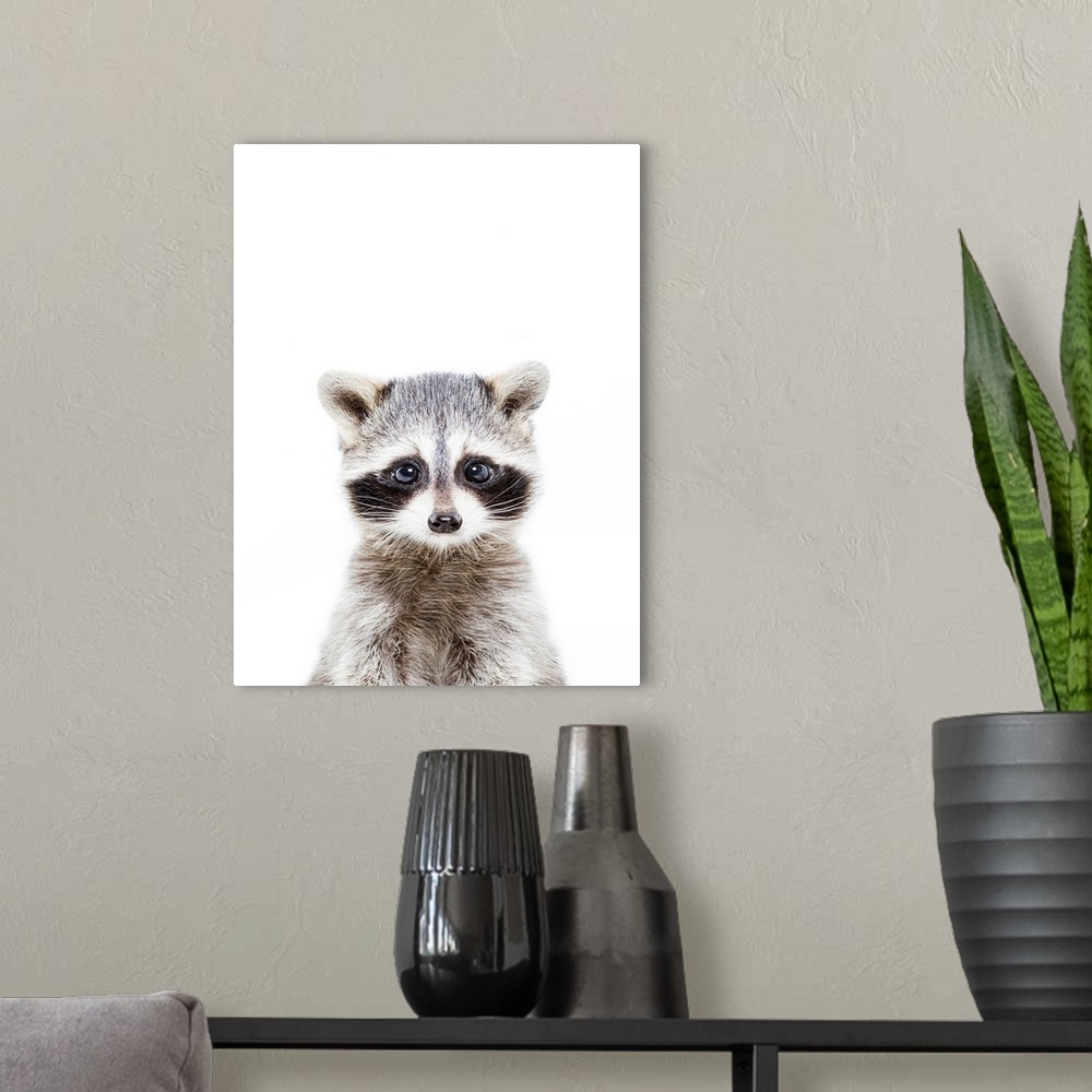 A modern room featuring Baby Racoon