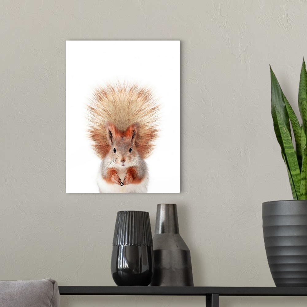A modern room featuring Baby Squirrel