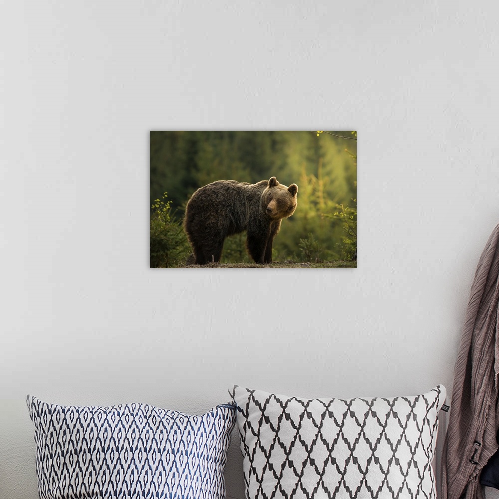 A bohemian room featuring Backlit Bear