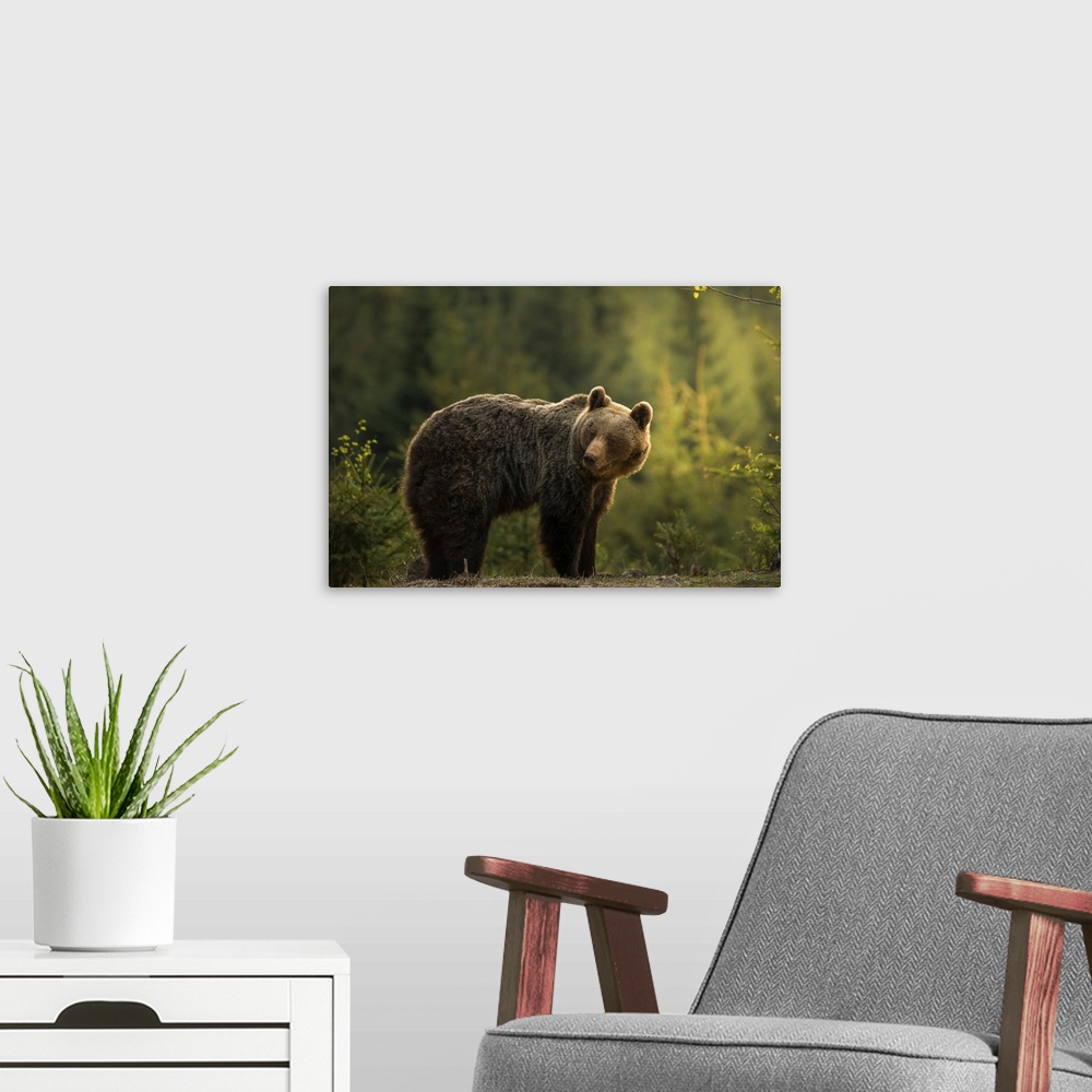 A modern room featuring Backlit Bear