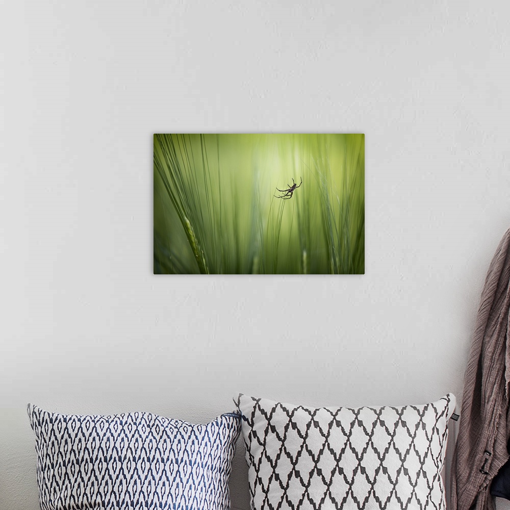 A bohemian room featuring A spider hangs precariously from thin blades of grass.