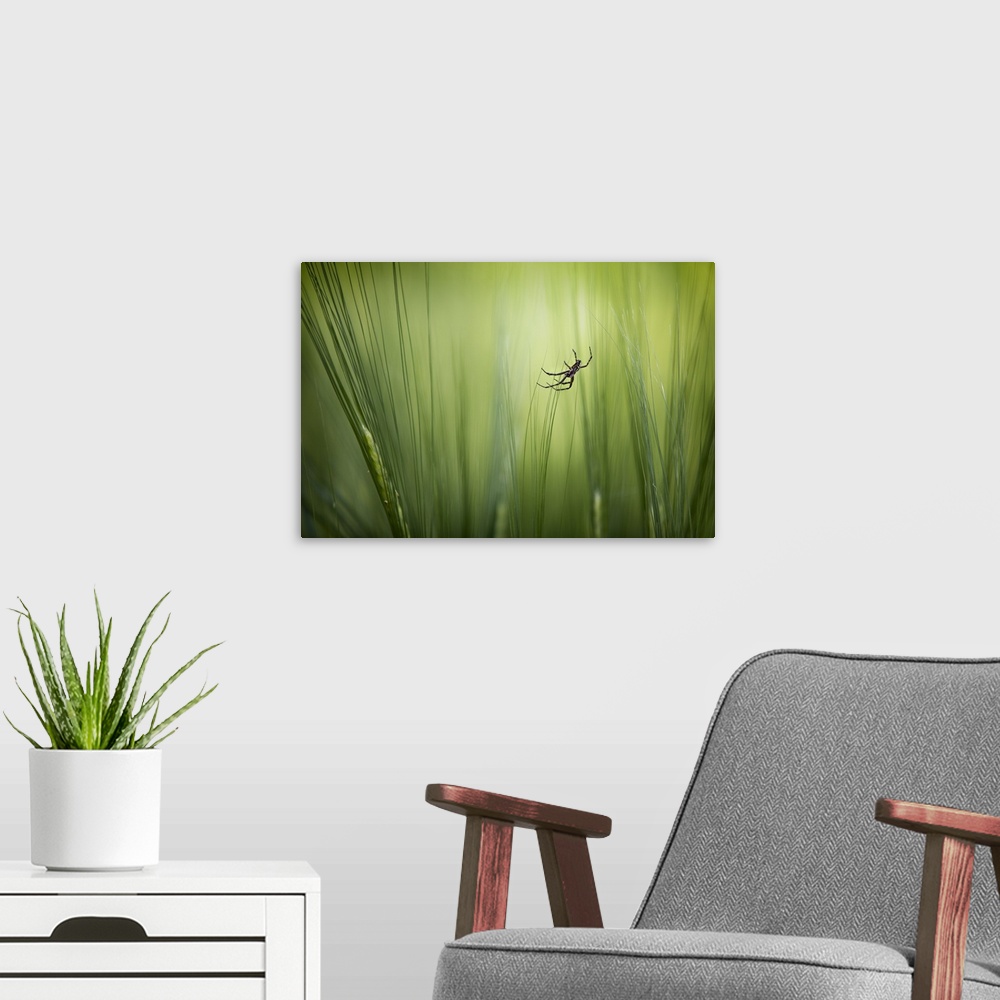 A modern room featuring A spider hangs precariously from thin blades of grass.