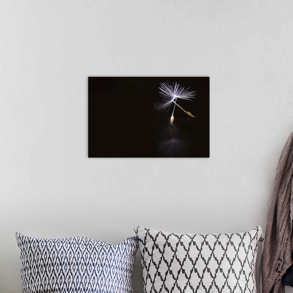A bohemian room featuring Conceptual image of a dandelion seed with stems resembling ballet pointe shoes.