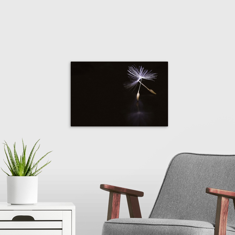 A modern room featuring Conceptual image of a dandelion seed with stems resembling ballet pointe shoes.