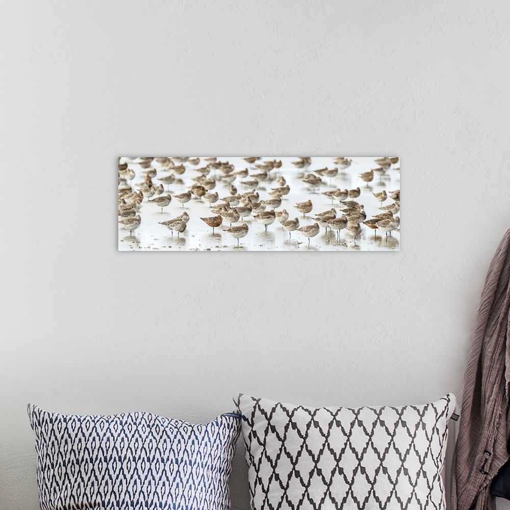 A bohemian room featuring Panoramic photograph of a flock of birds on the seashore with a shallow depth of field.