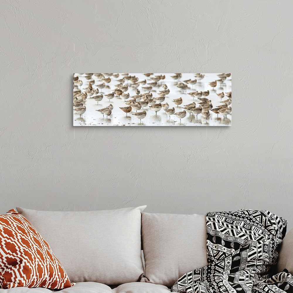 A bohemian room featuring Panoramic photograph of a flock of birds on the seashore with a shallow depth of field.
