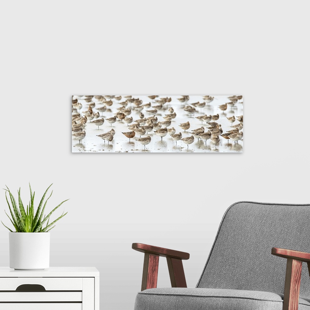 A modern room featuring Panoramic photograph of a flock of birds on the seashore with a shallow depth of field.