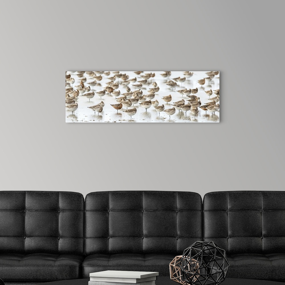 A modern room featuring Panoramic photograph of a flock of birds on the seashore with a shallow depth of field.