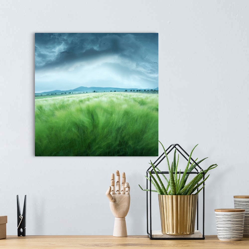 A bohemian room featuring A barley field blowing in the wind, with dark storm clouds overhead.