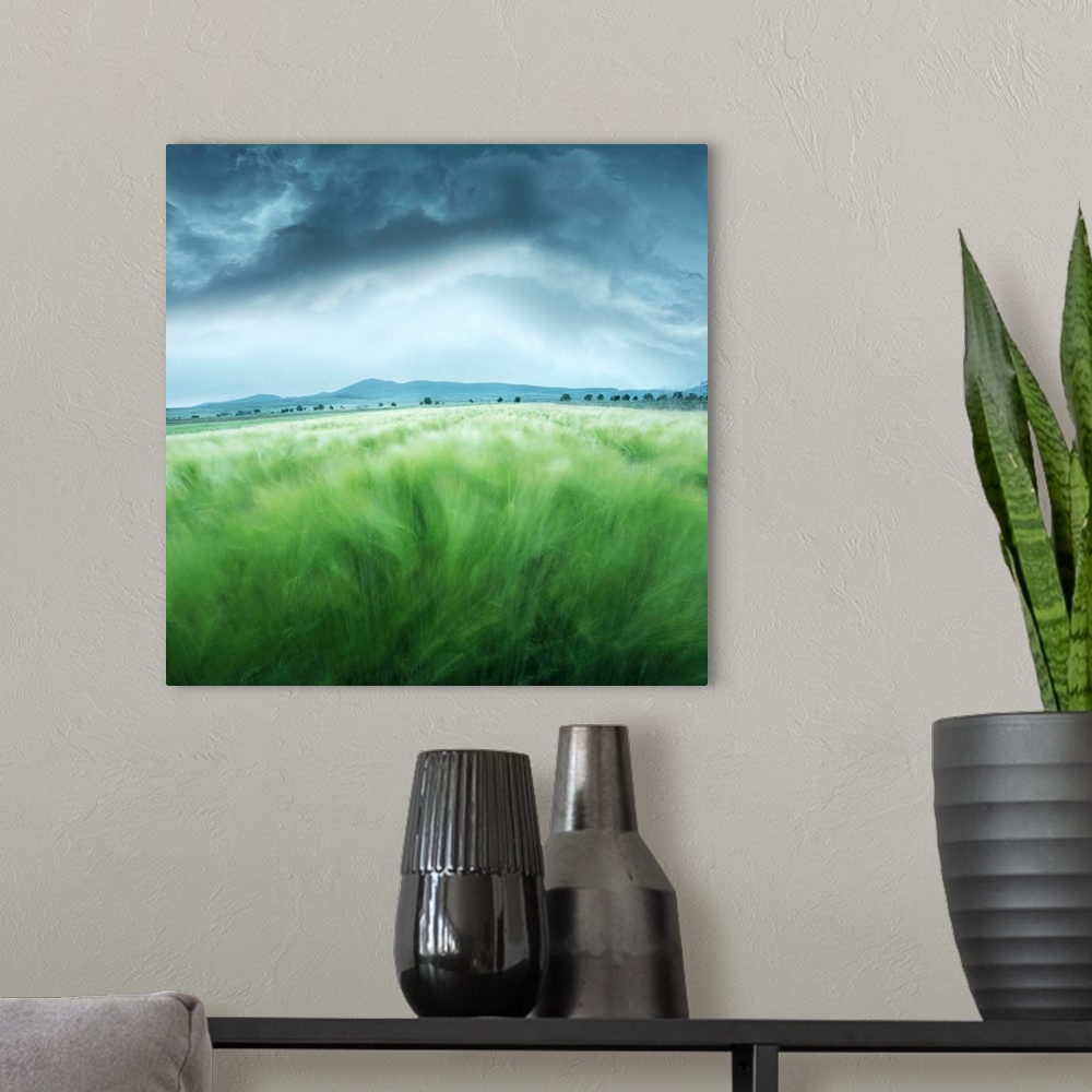 A modern room featuring A barley field blowing in the wind, with dark storm clouds overhead.