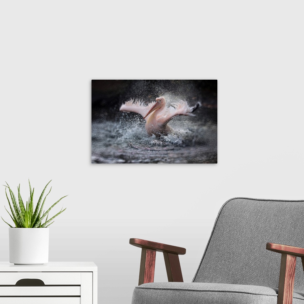 A modern room featuring A rosy pelican splashing in the water.