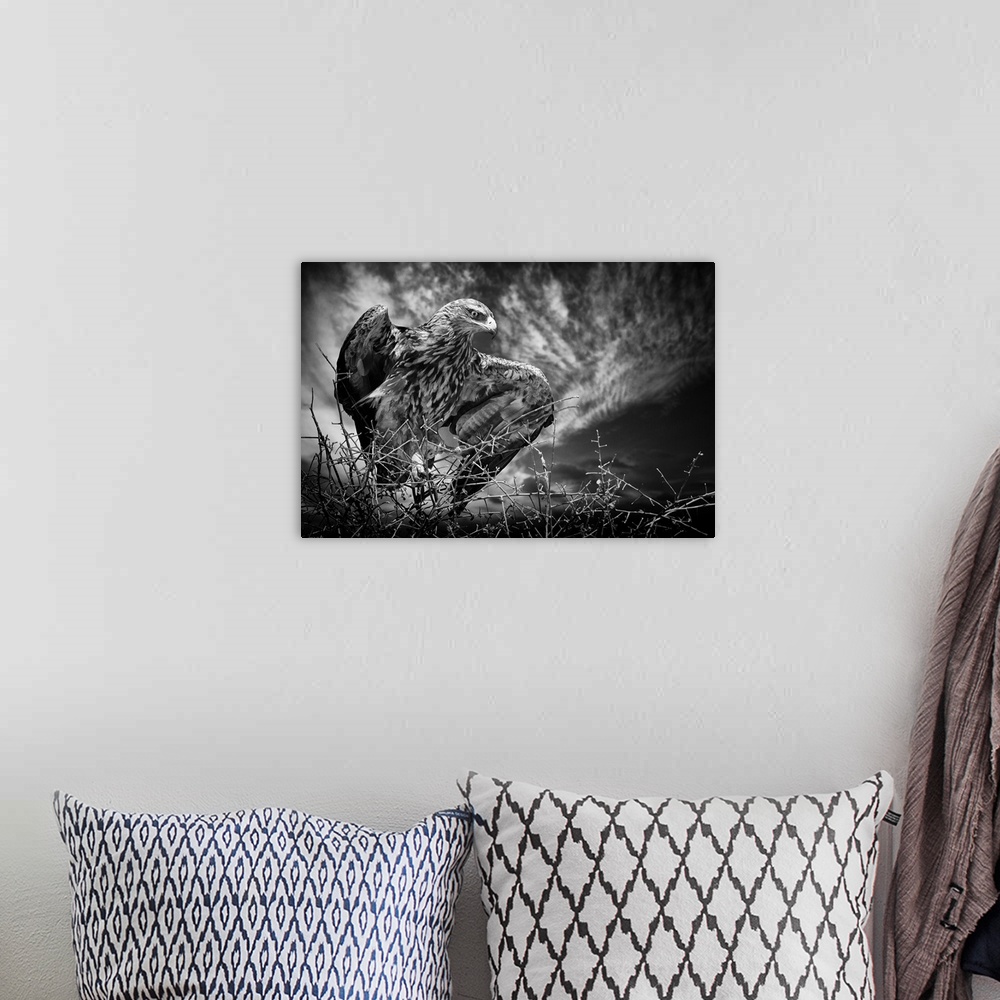 A bohemian room featuring A black and white photograph of a hawk spreading its wings.