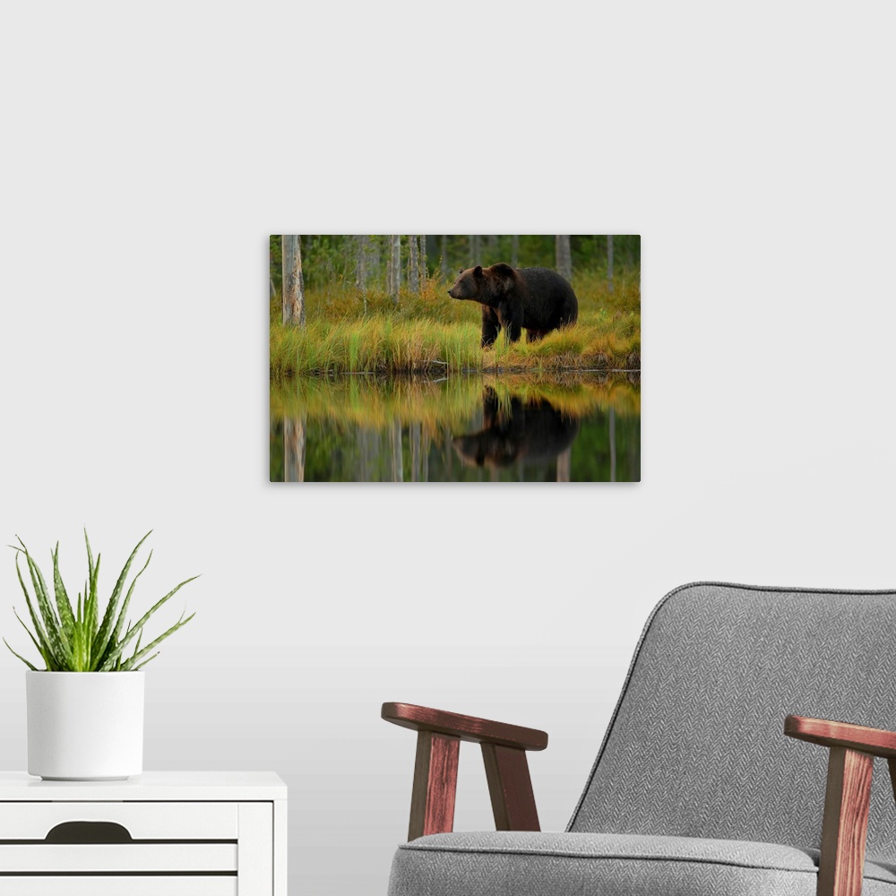 A modern room featuring Bear And Fish