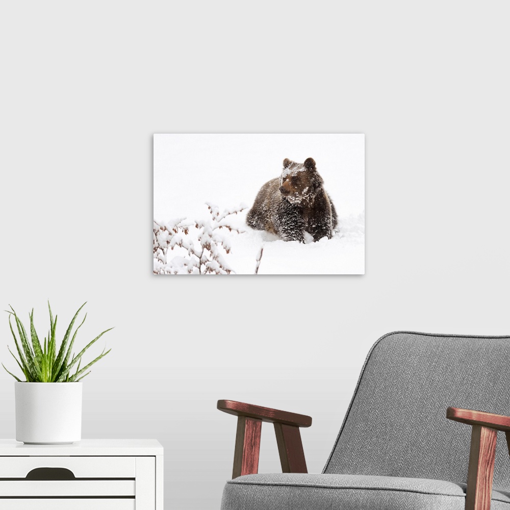 A modern room featuring Bear In The Snow