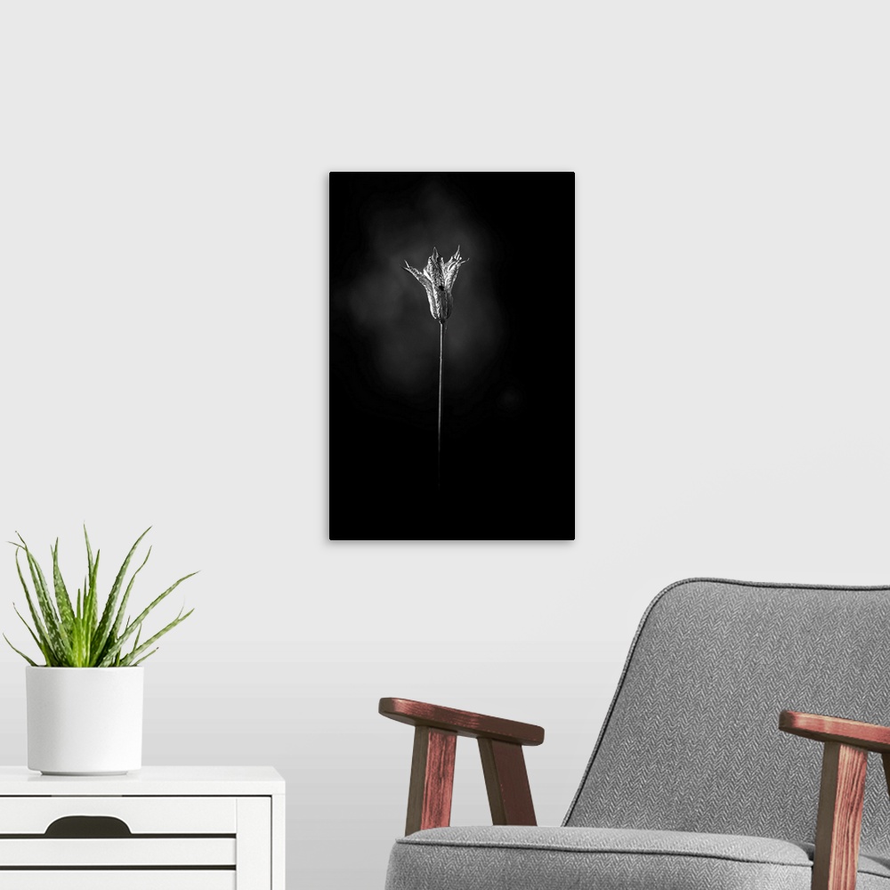 A modern room featuring Still life photo of a flower just about to bloom, resembling a bell.