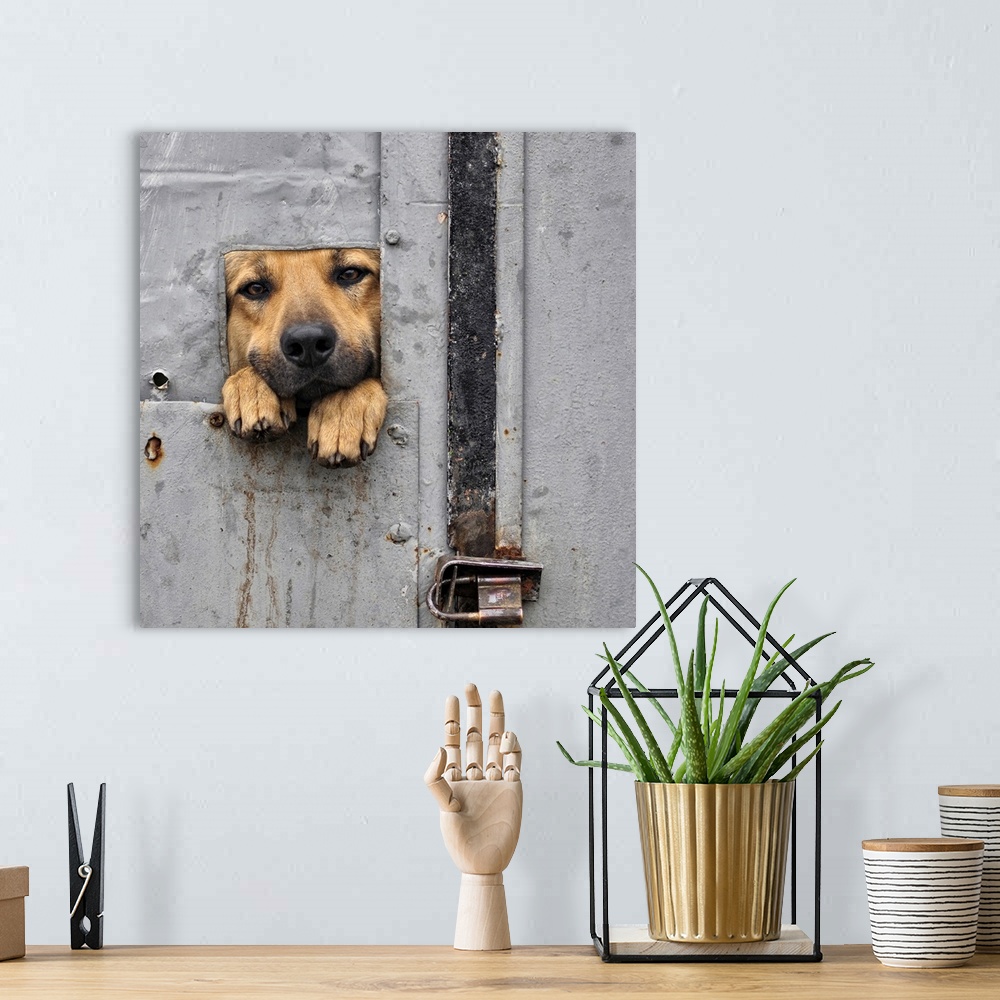 A bohemian room featuring A dog looking through a small opening in a metal gate, with his paws sticking out.