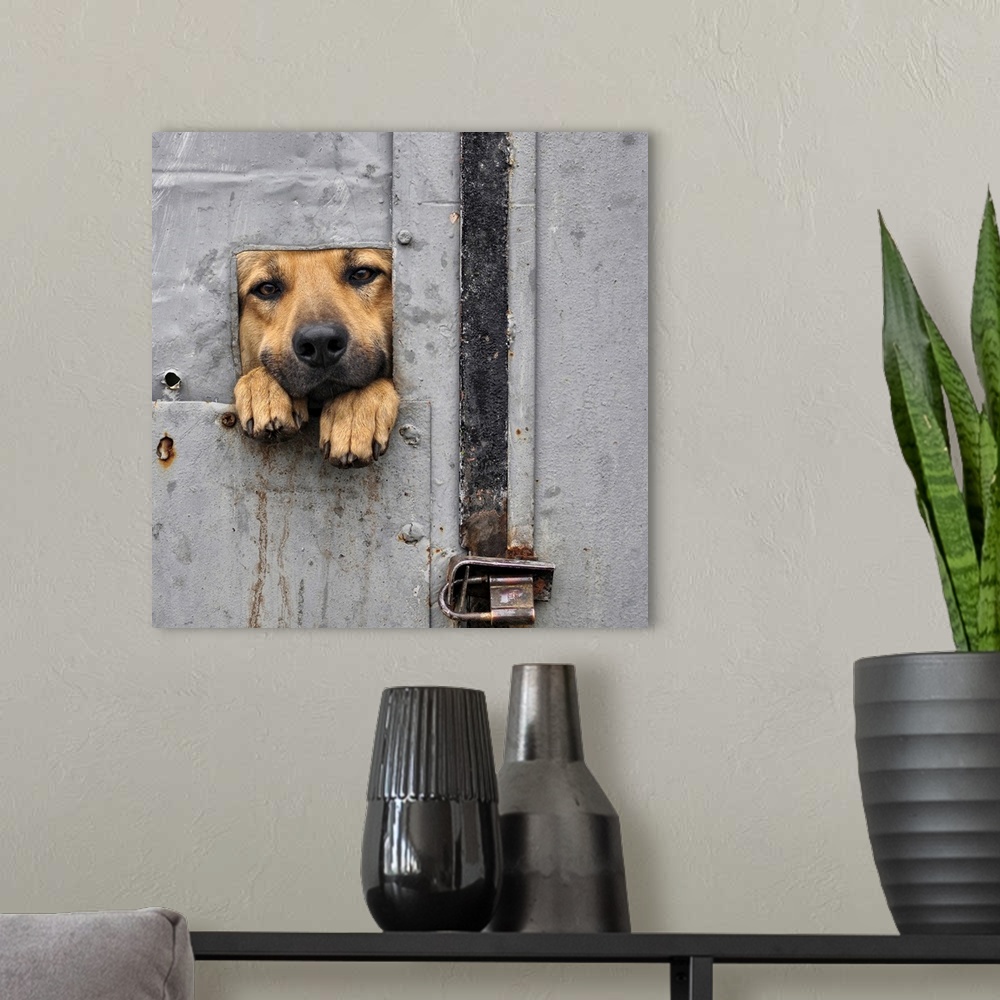 A modern room featuring A dog looking through a small opening in a metal gate, with his paws sticking out.