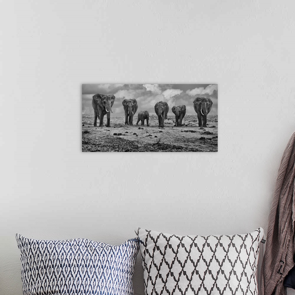 A bohemian room featuring A family of African elephants together in the African Savannah.
