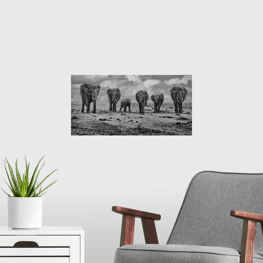A modern room featuring A family of African elephants together in the African Savannah.