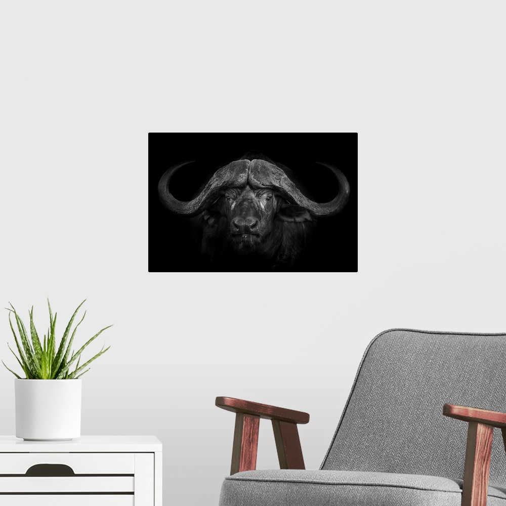 A modern room featuring A portrait of a male Cape Buffalo captured in the Greater Kruger area in South Africa whilw hosti...