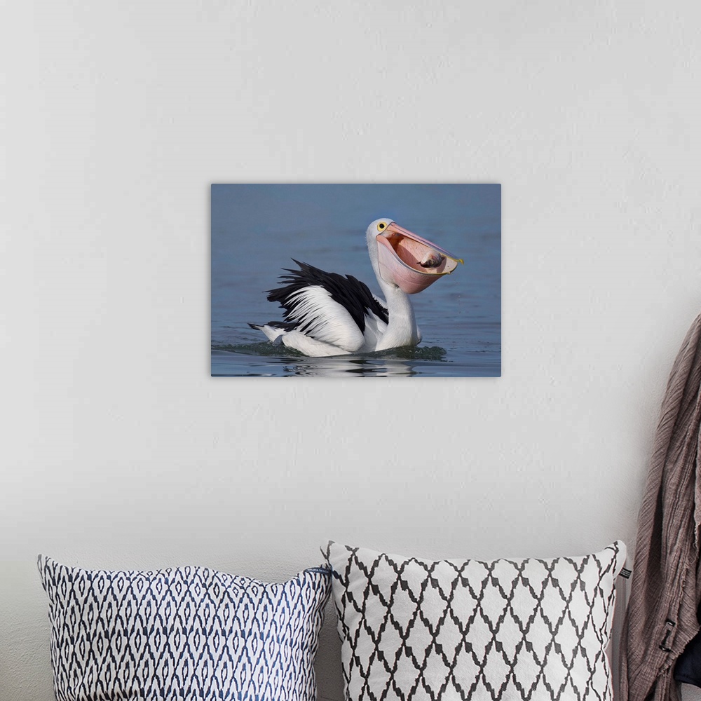 A bohemian room featuring A pelican caught i the act of catching a fish in its mouth.