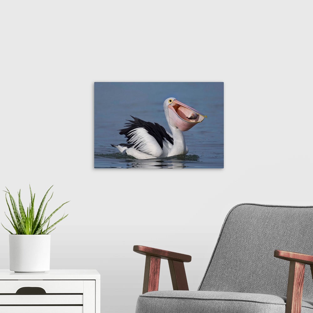 A modern room featuring A pelican caught i the act of catching a fish in its mouth.