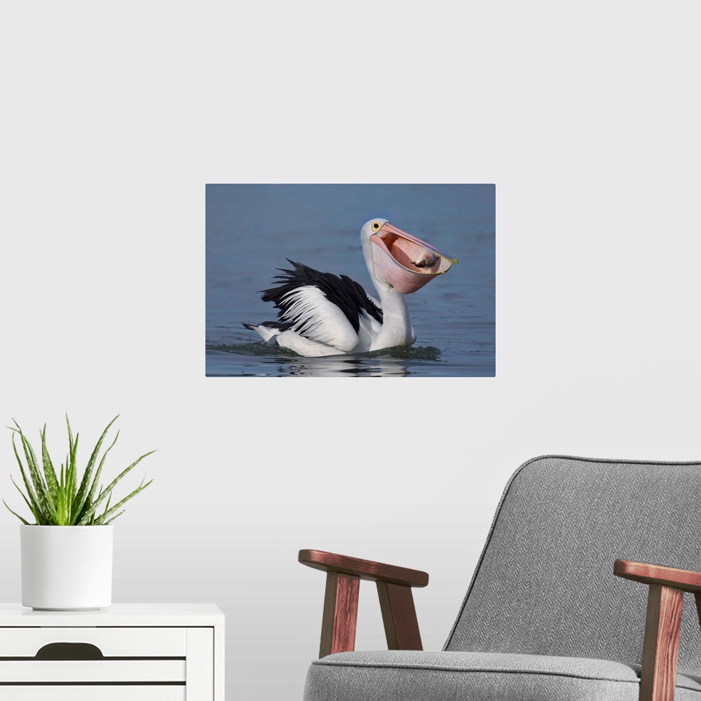 A modern room featuring A pelican caught i the act of catching a fish in its mouth.