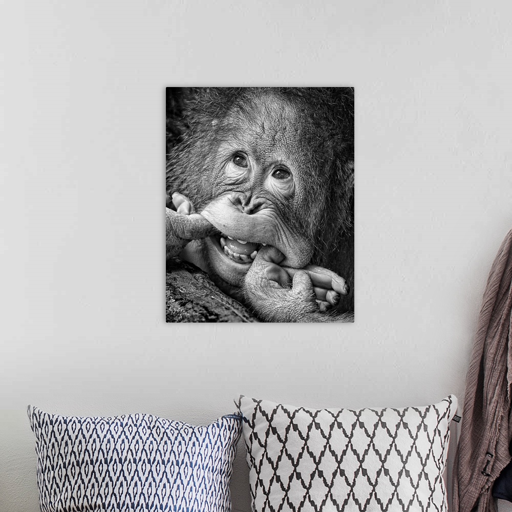 A bohemian room featuring Humorous image of a young orangutan making a funny face.
