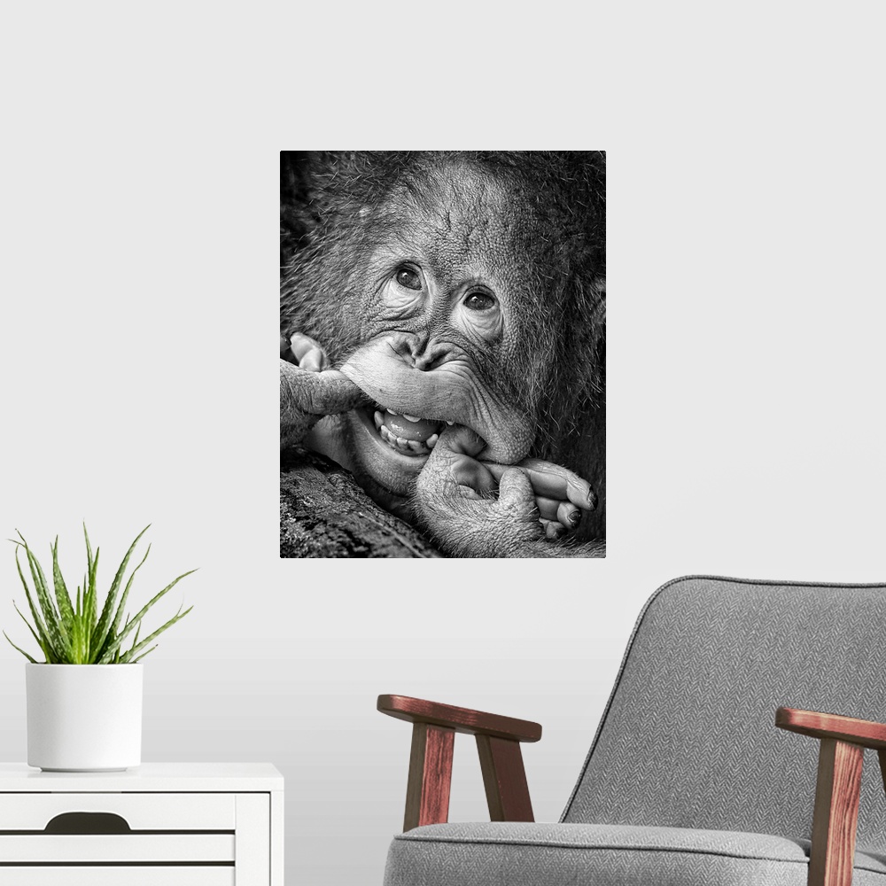 A modern room featuring Humorous image of a young orangutan making a funny face.