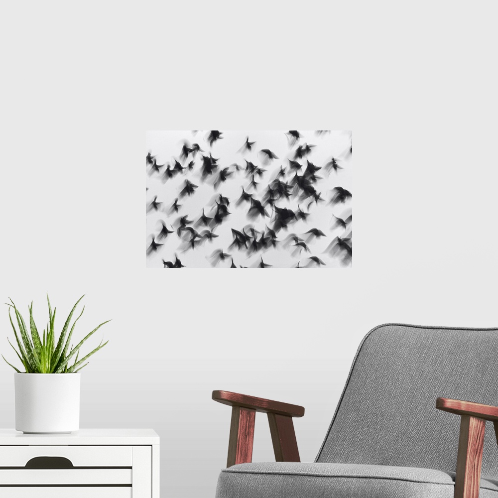A modern room featuring Birds
