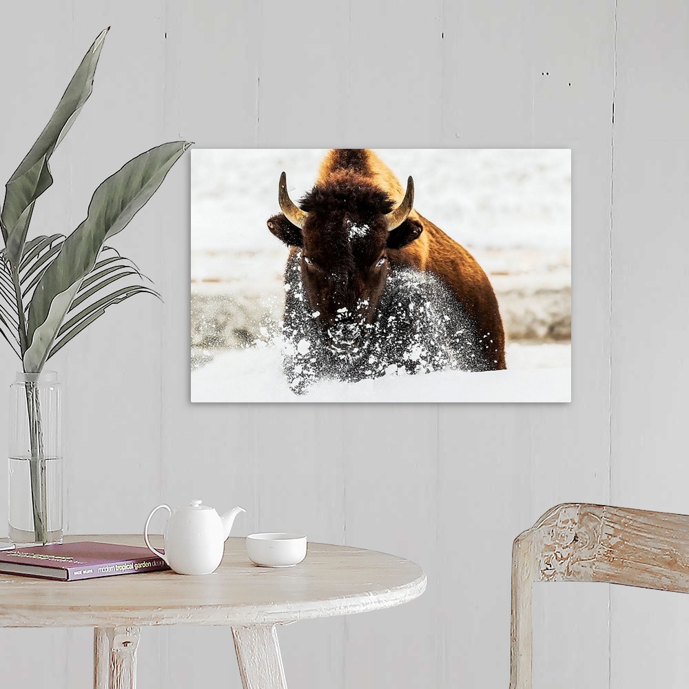 A farmhouse room featuring Bison In Action