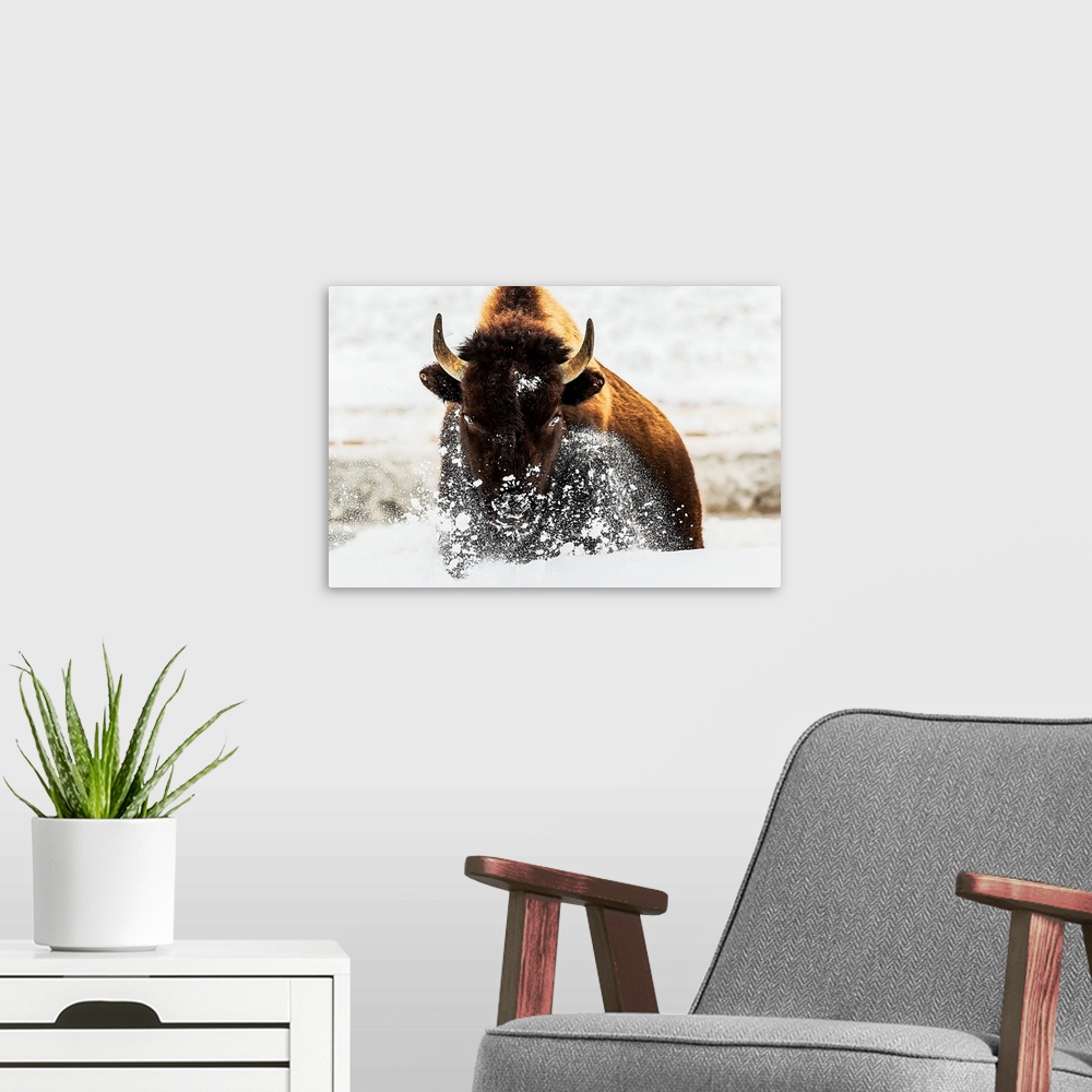 A modern room featuring Bison In Action