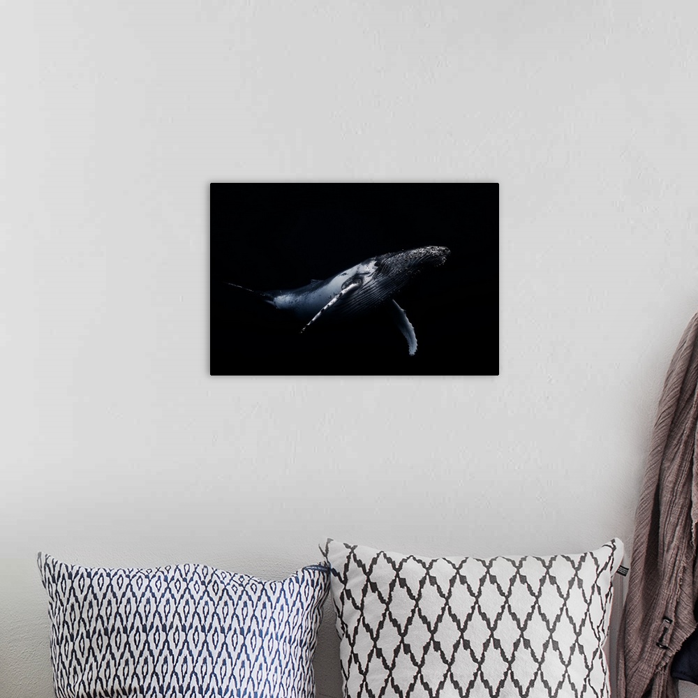 A bohemian room featuring A portrait of a humpback whale swimming soundly in the deep blue ocean.